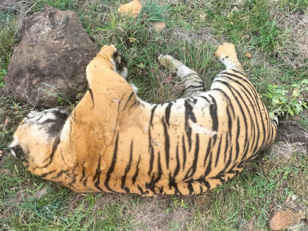 Tiger deaths: MM Hills forest officials sent on compulsory leave