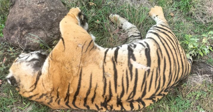 Tiger deaths: MM Hills forest officials sent on compulsory leave