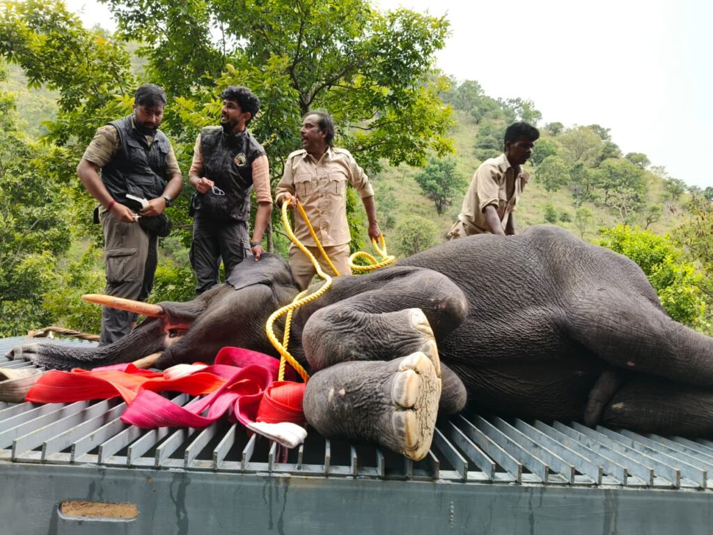 Elephant rescue