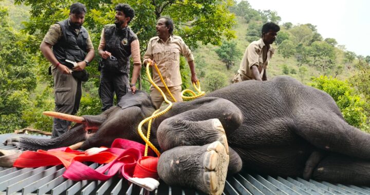 Elephant rescue