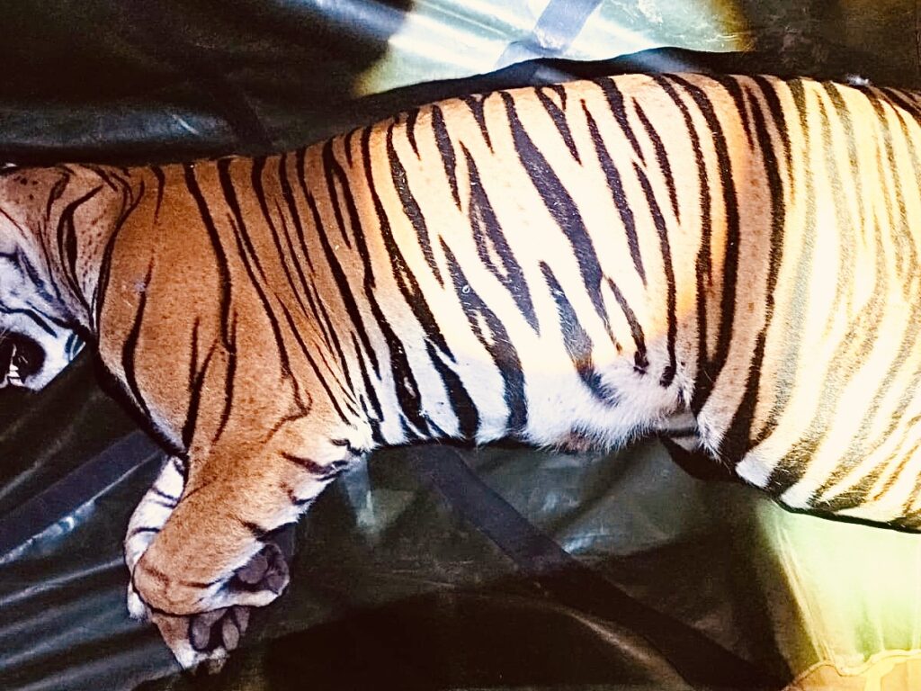 Tiger captured by forest department in Karnataka