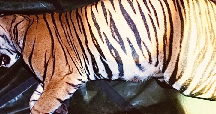 Tiger captured by forest department in Karnataka
